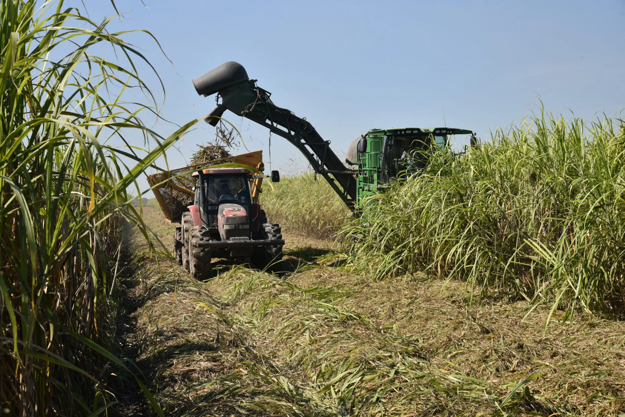 Prior harvest affected 2019 sugarcane crop