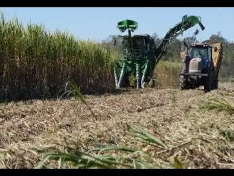 Louisiana sugar cane crops to produce 2-million tons of sugar