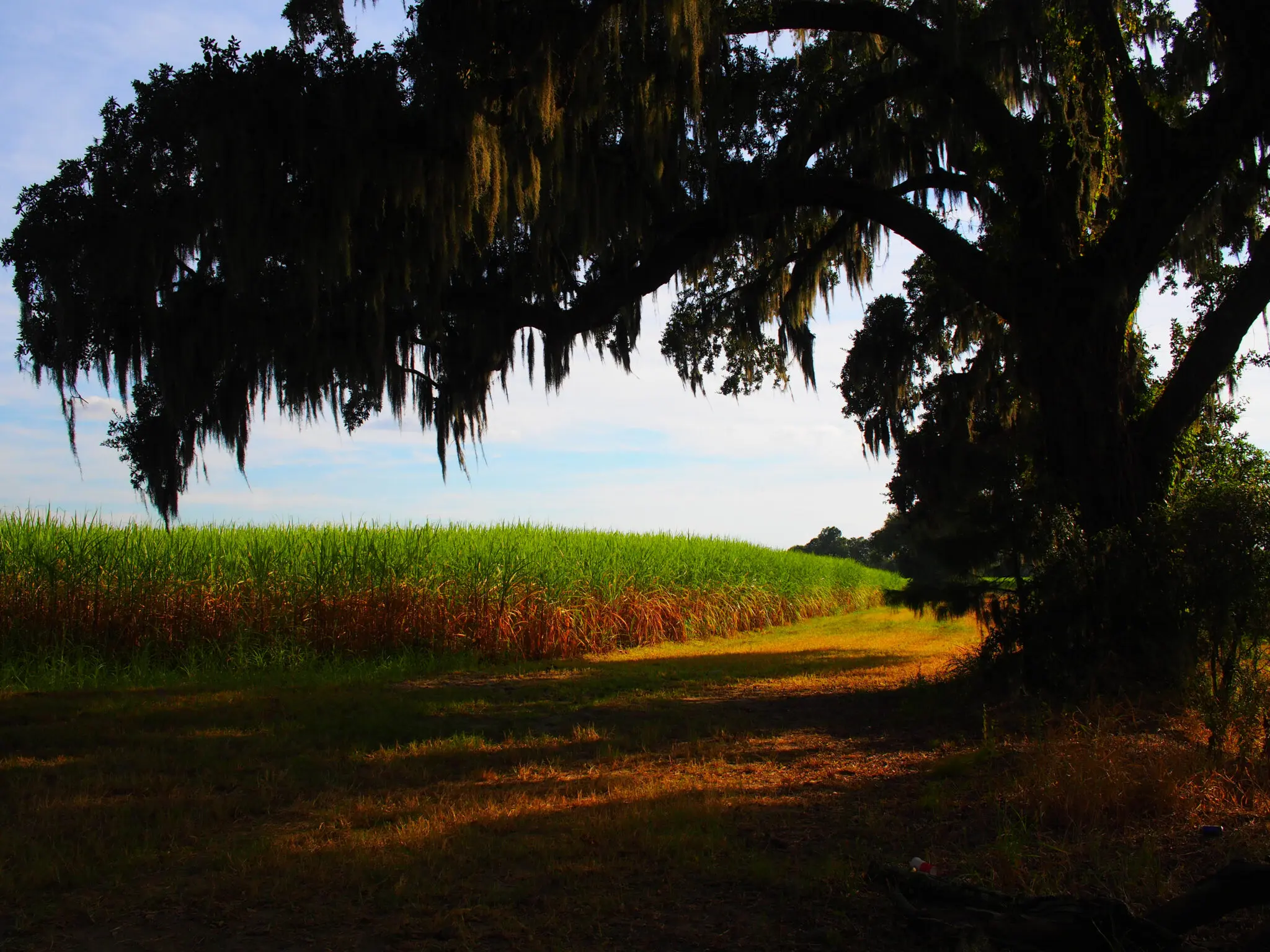 Louisiana rum making a name in the spirit world