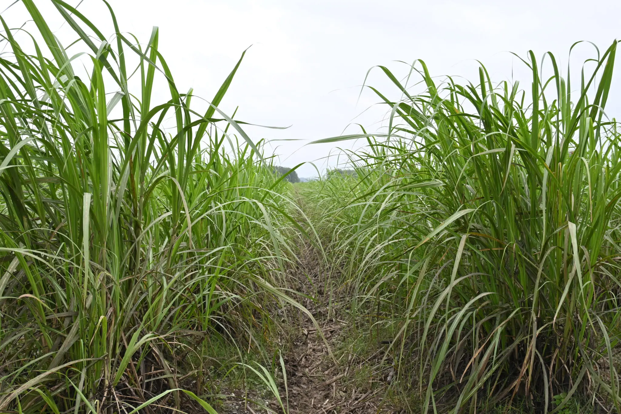 Louisiana sugarcane industry increases acreage and economic impact