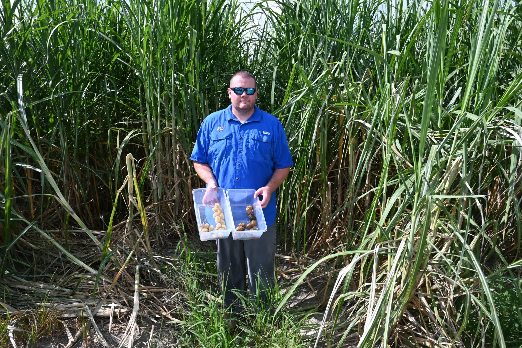 Industry Profile: Dr. Matt Foster, LSU AgCenter Sugarcane Weed Scientist