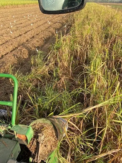 A year after Hurricane Ida, this year’s sugar-cane harvest is looking sweet in Terrebonne, Lafourche