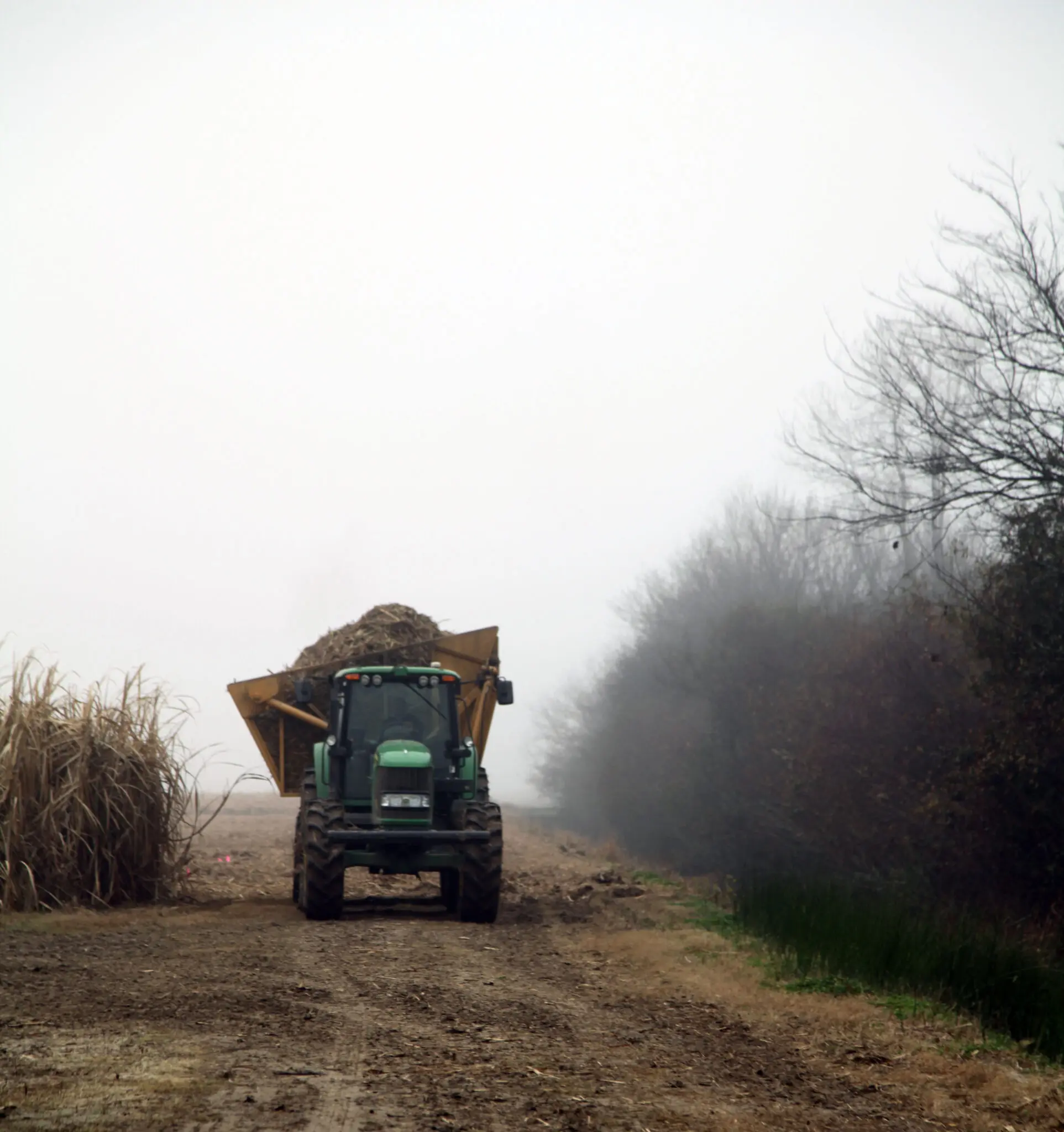 Assumption Parish cane farmers want safe harvest; ask public for cooperation