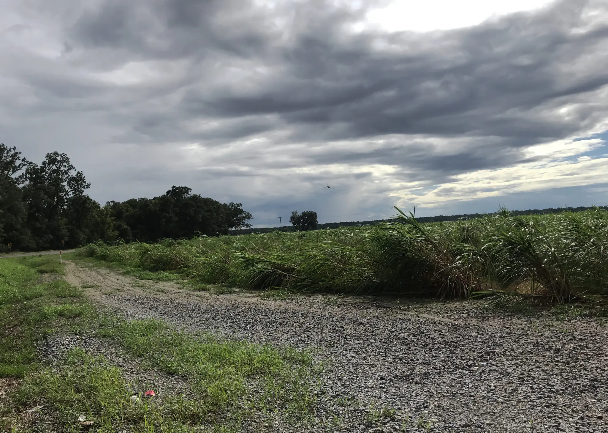 Predicting the sugarcane harvest – no easy task