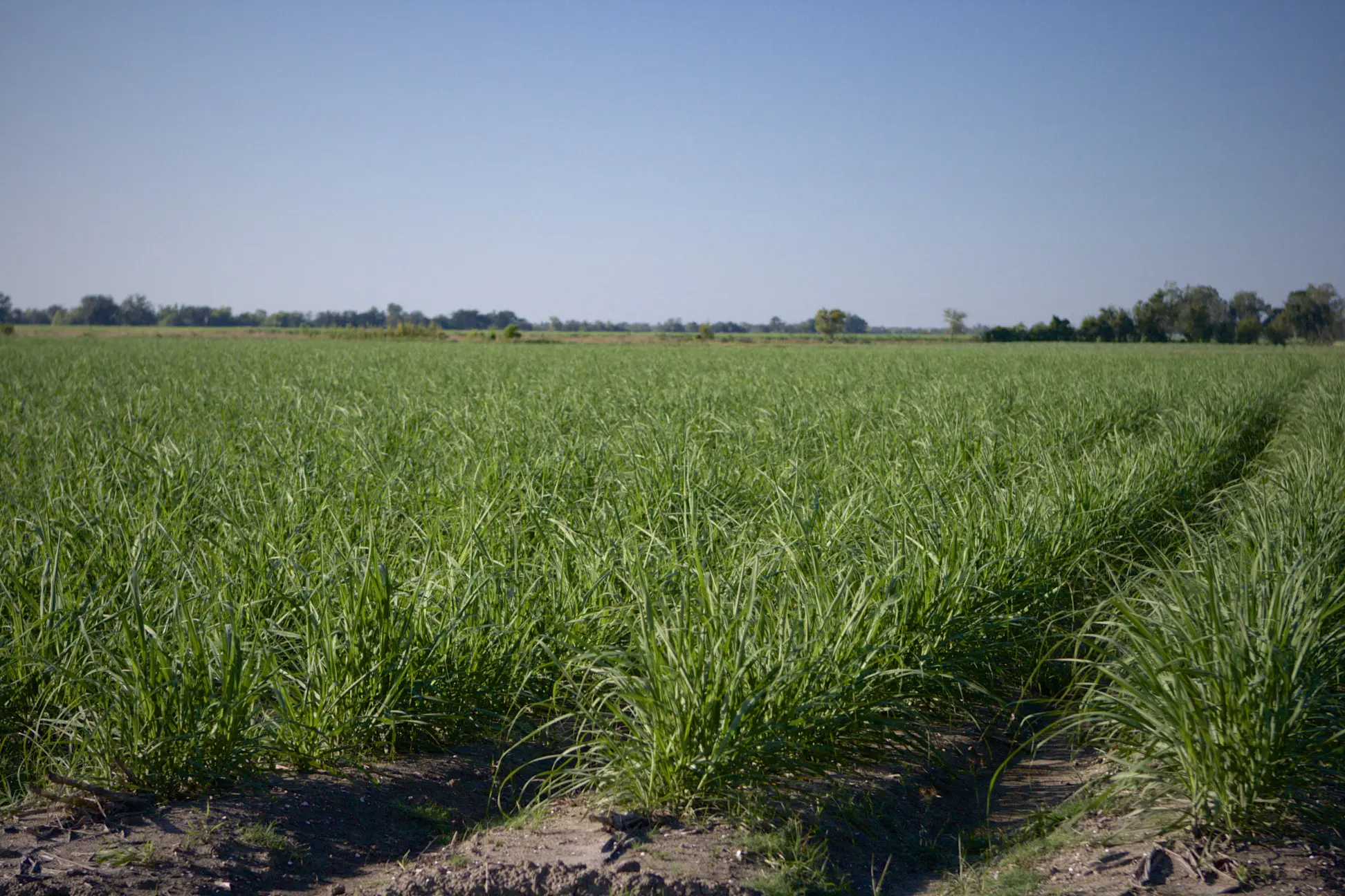 The Advocate: Sugar cane farmers, relying on temporary workers as planting nears, watch for coronavirus