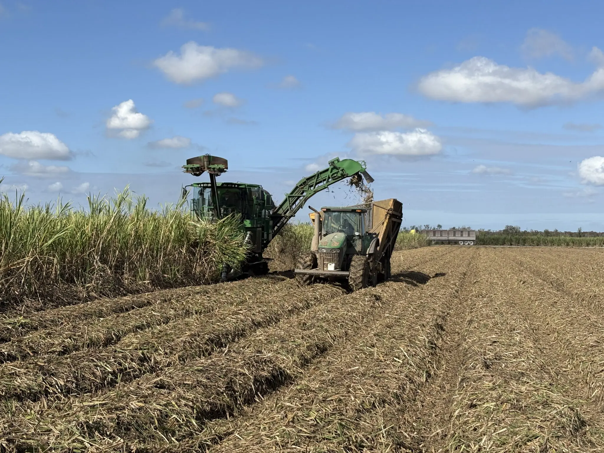Louisiana sugarcane sets new milestones in 2024, fueled by innovation and research