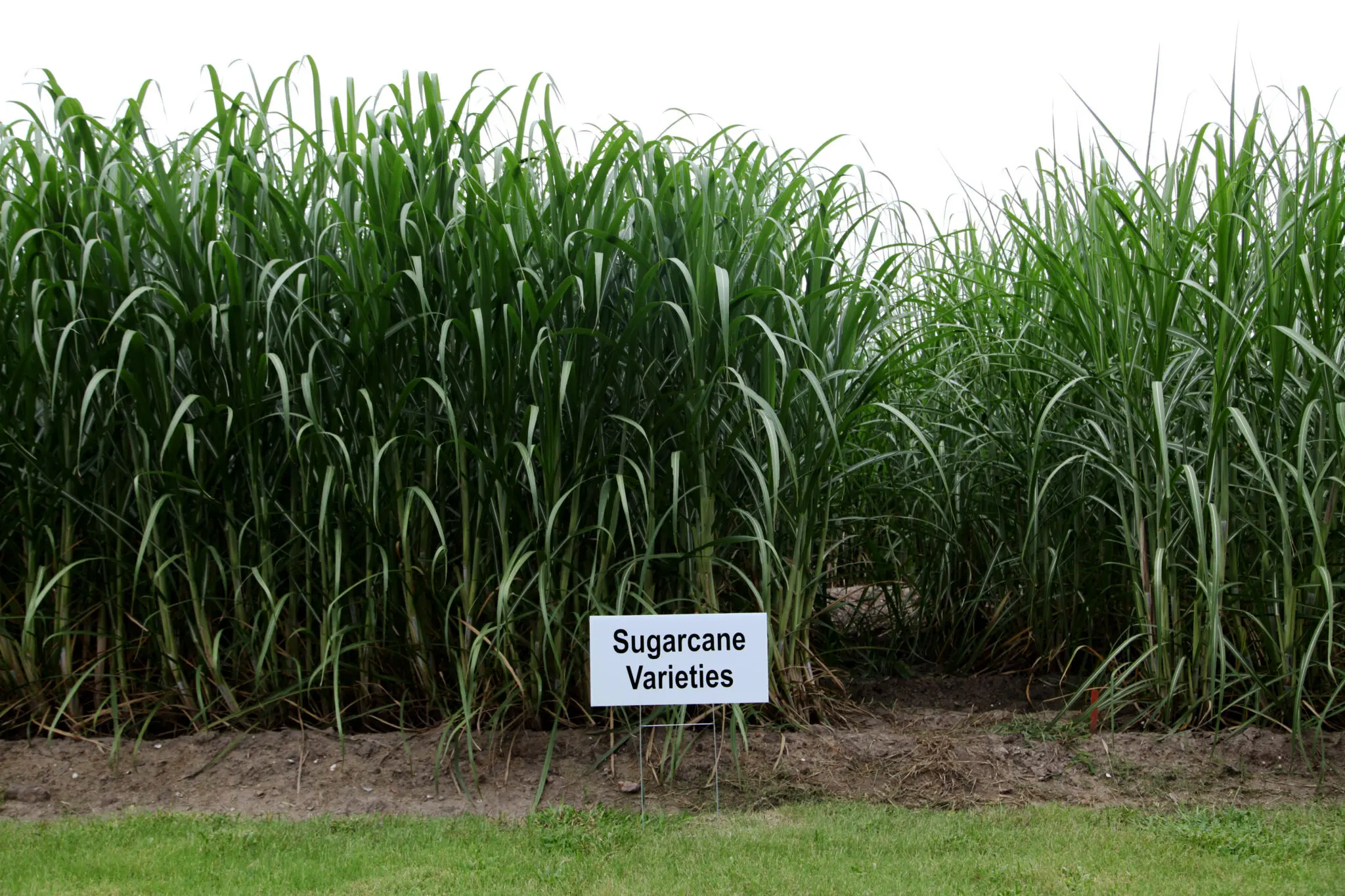 2020 Sugarcane Crop Off To A Good Start