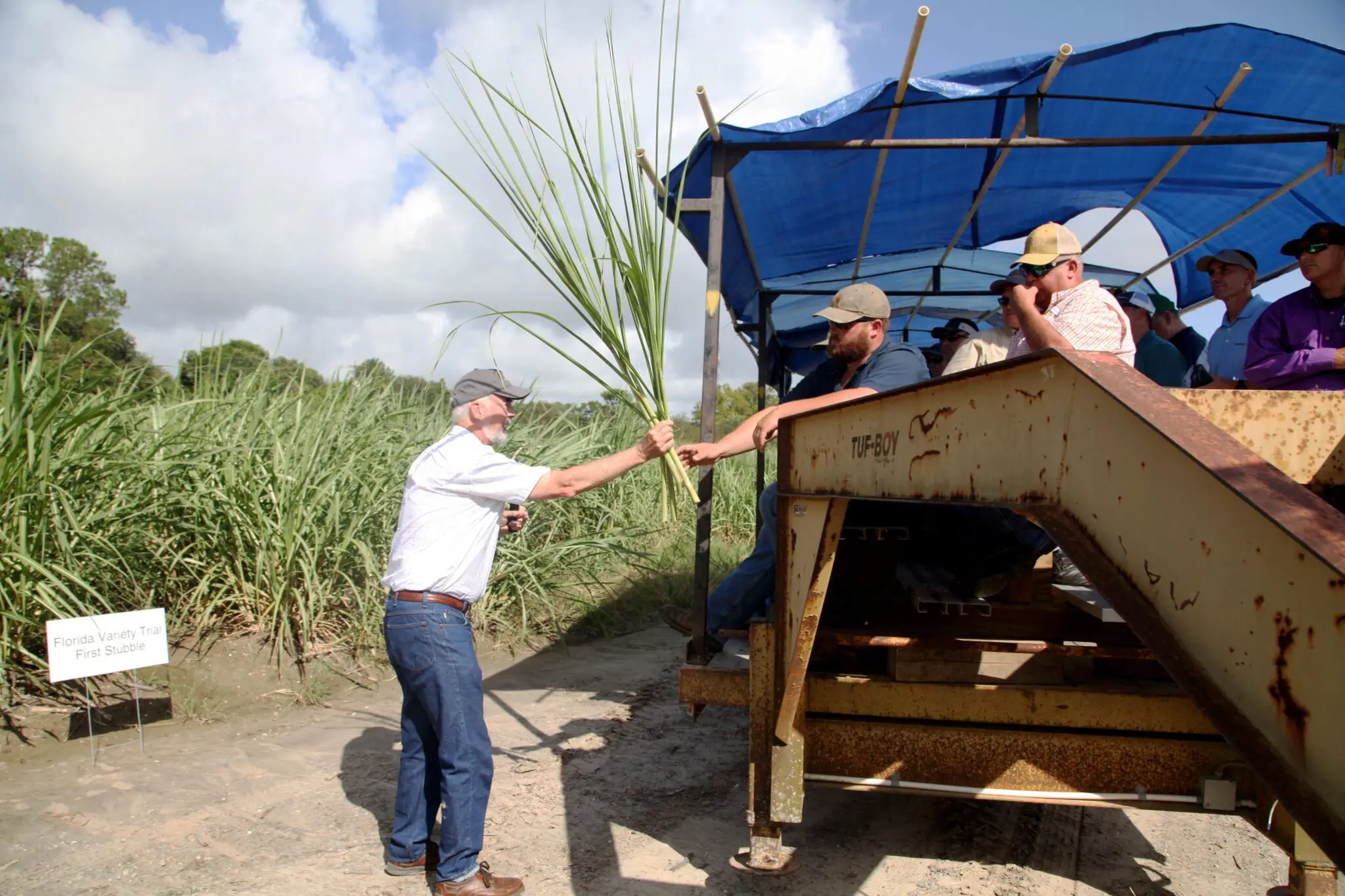 A sugar cane experiment in Louisiana, years in the making, released this month for farmers
