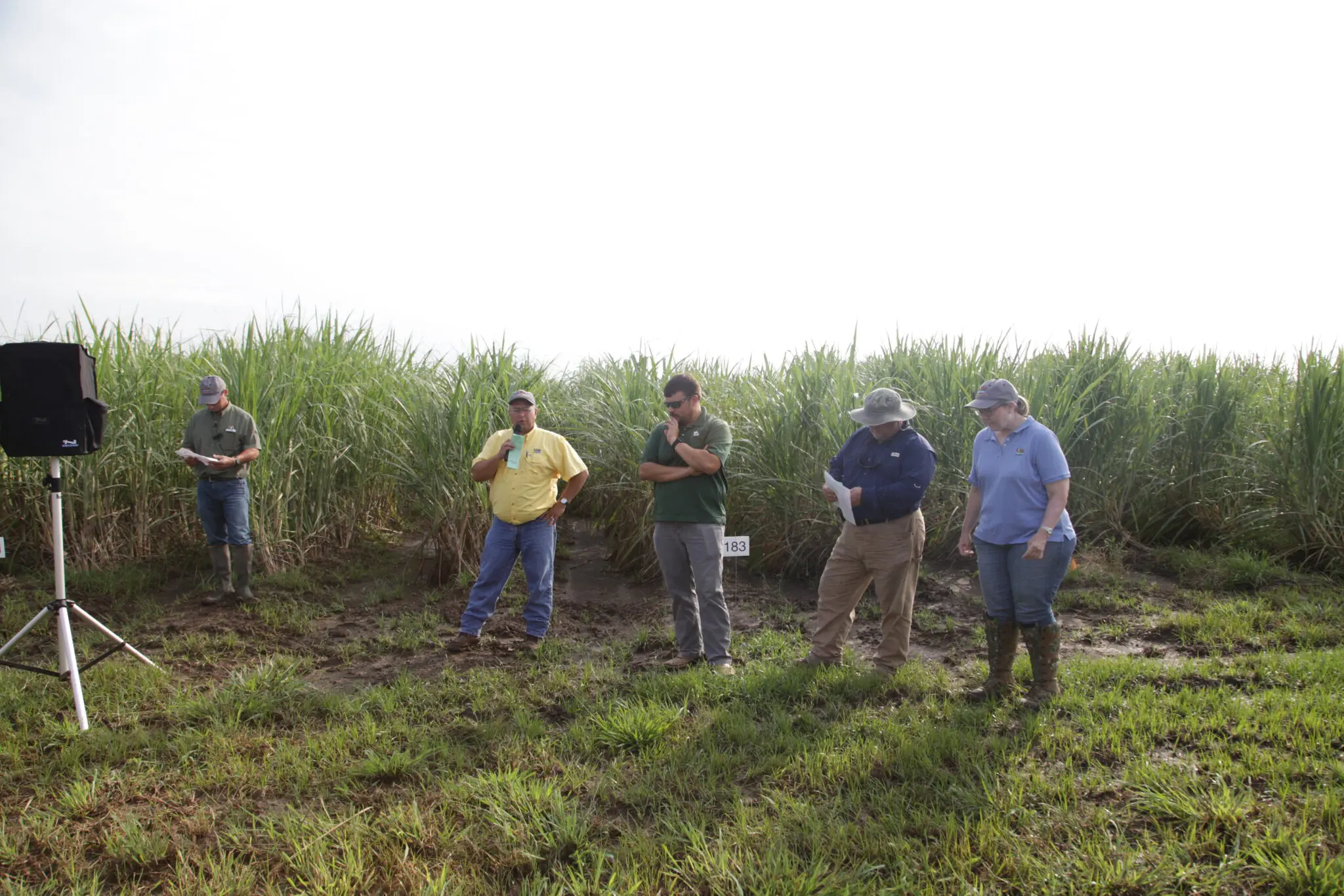 Sugarcane varieties, management strategies discussed at field days