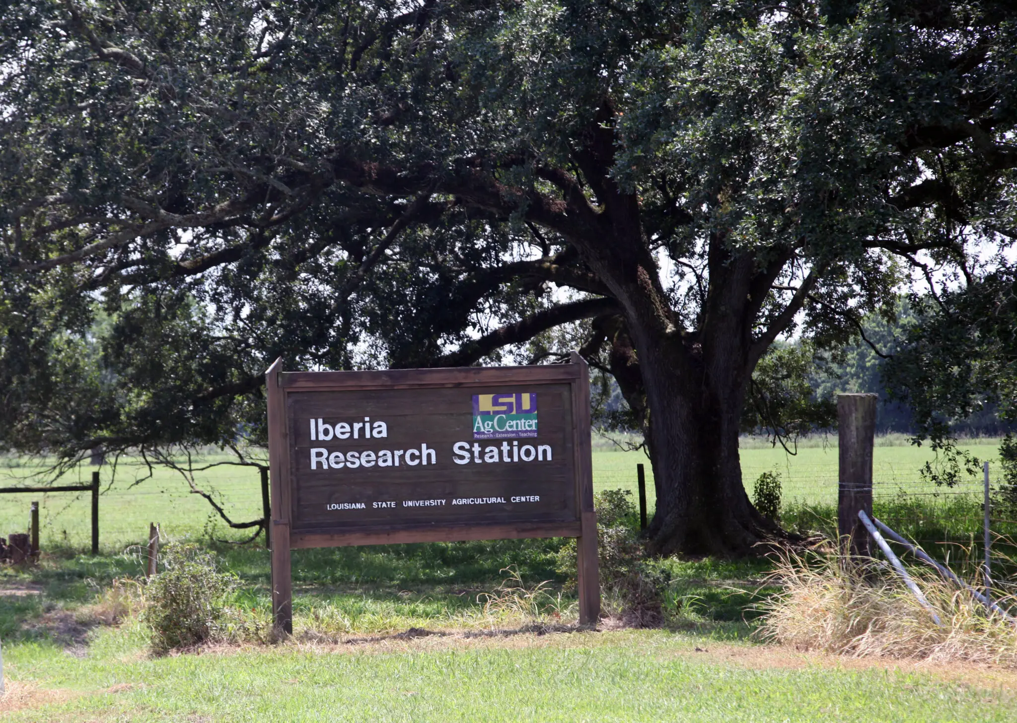 Wet weather, new varieties highlight discussions at Acadiana sugarcane field days