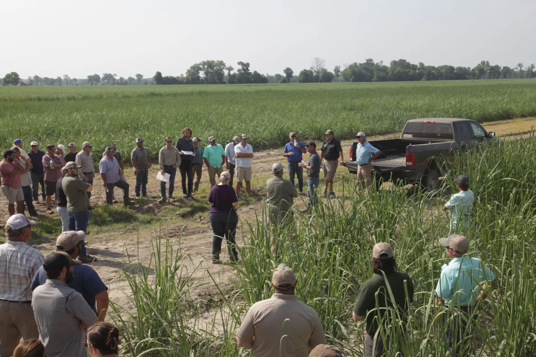 Pointe Coupee Parish hosts first sugarcane field day of 2023