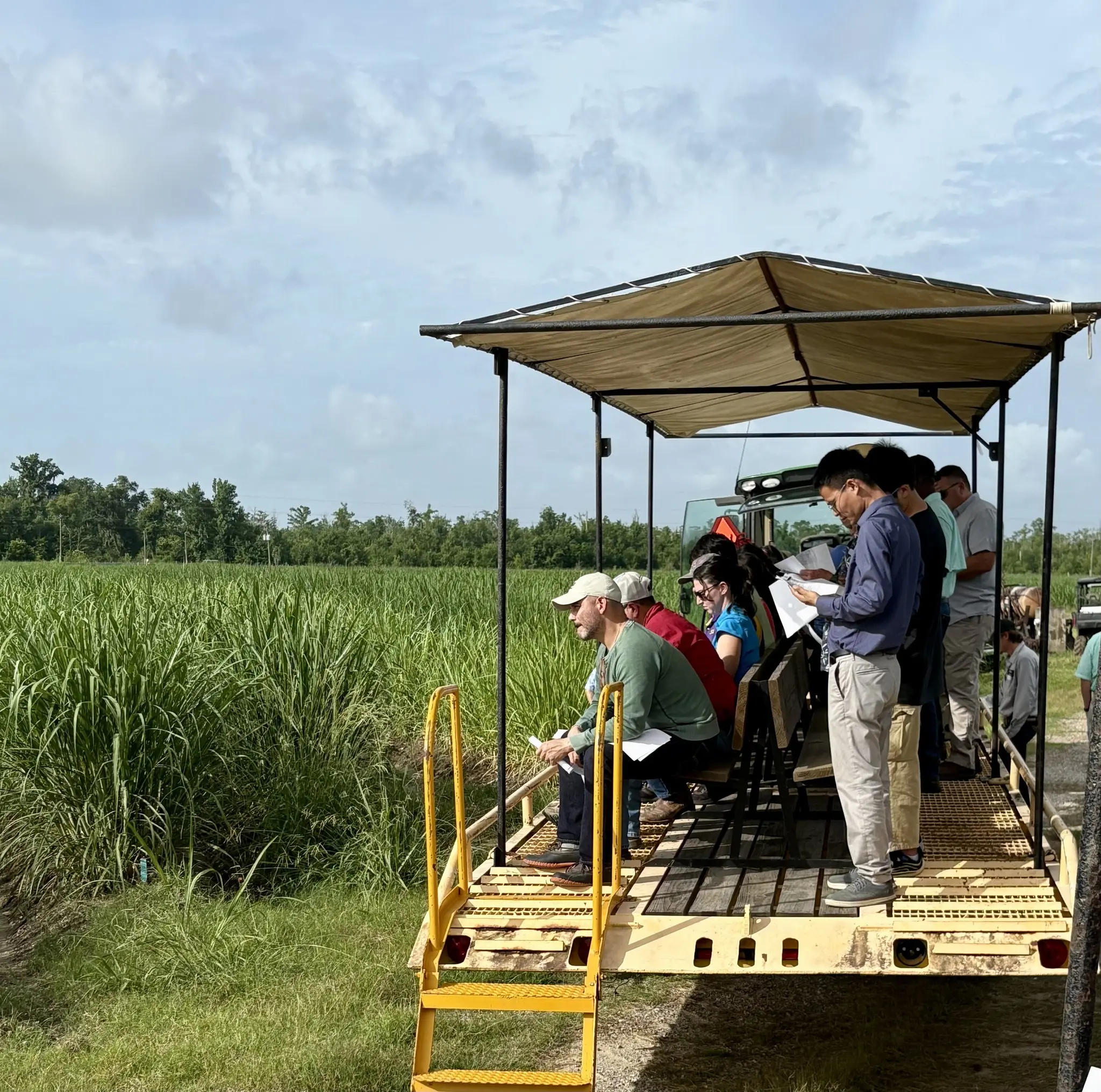 A new variety and a new chapter for Louisiana sugarcane