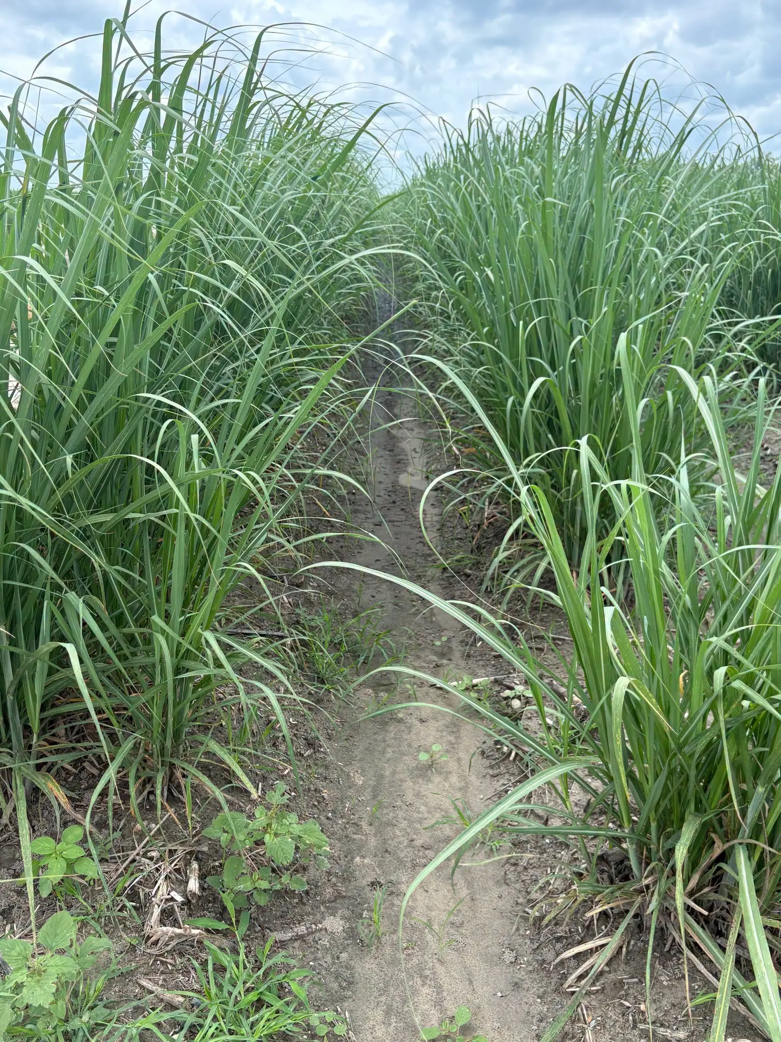 Image 15