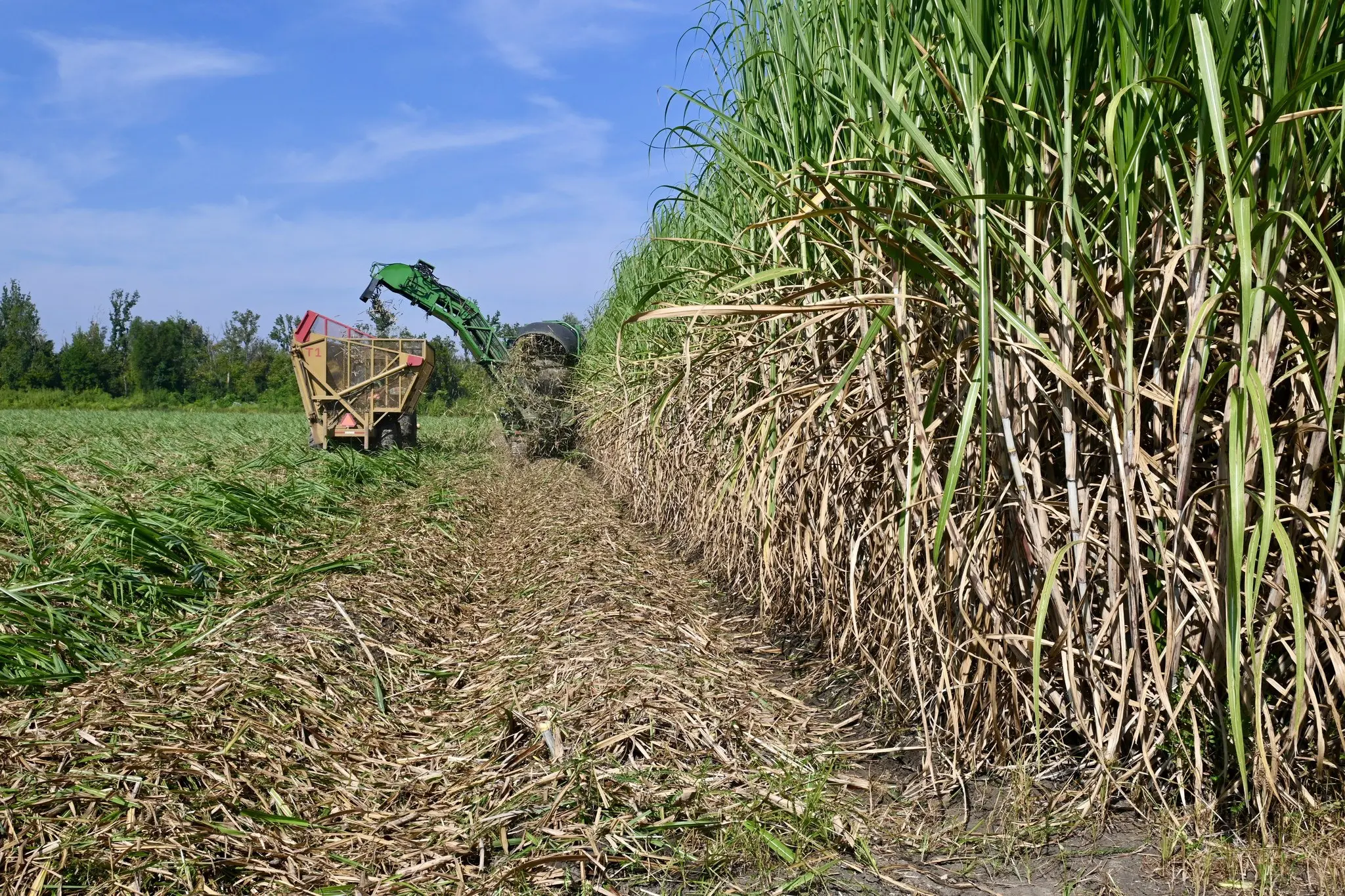 Louisiana’s Sweet Tradition Rolls Through Thanksgiving