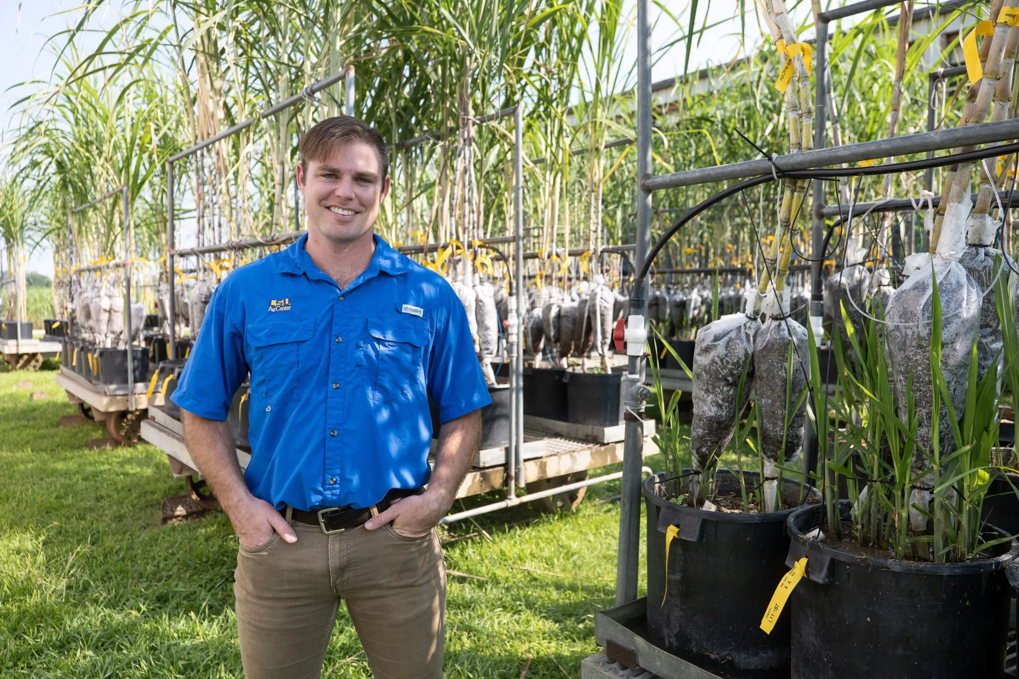 Inspired by family legacy in sugarcane, AgCenter researcher aims to improve crop through quantitative genetics