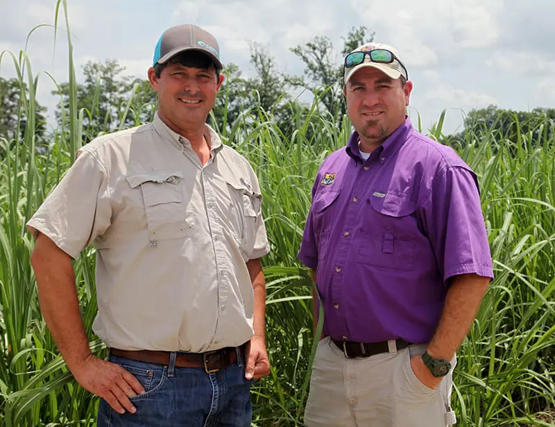 Pointe Coupee hosts its first sugarcane field day