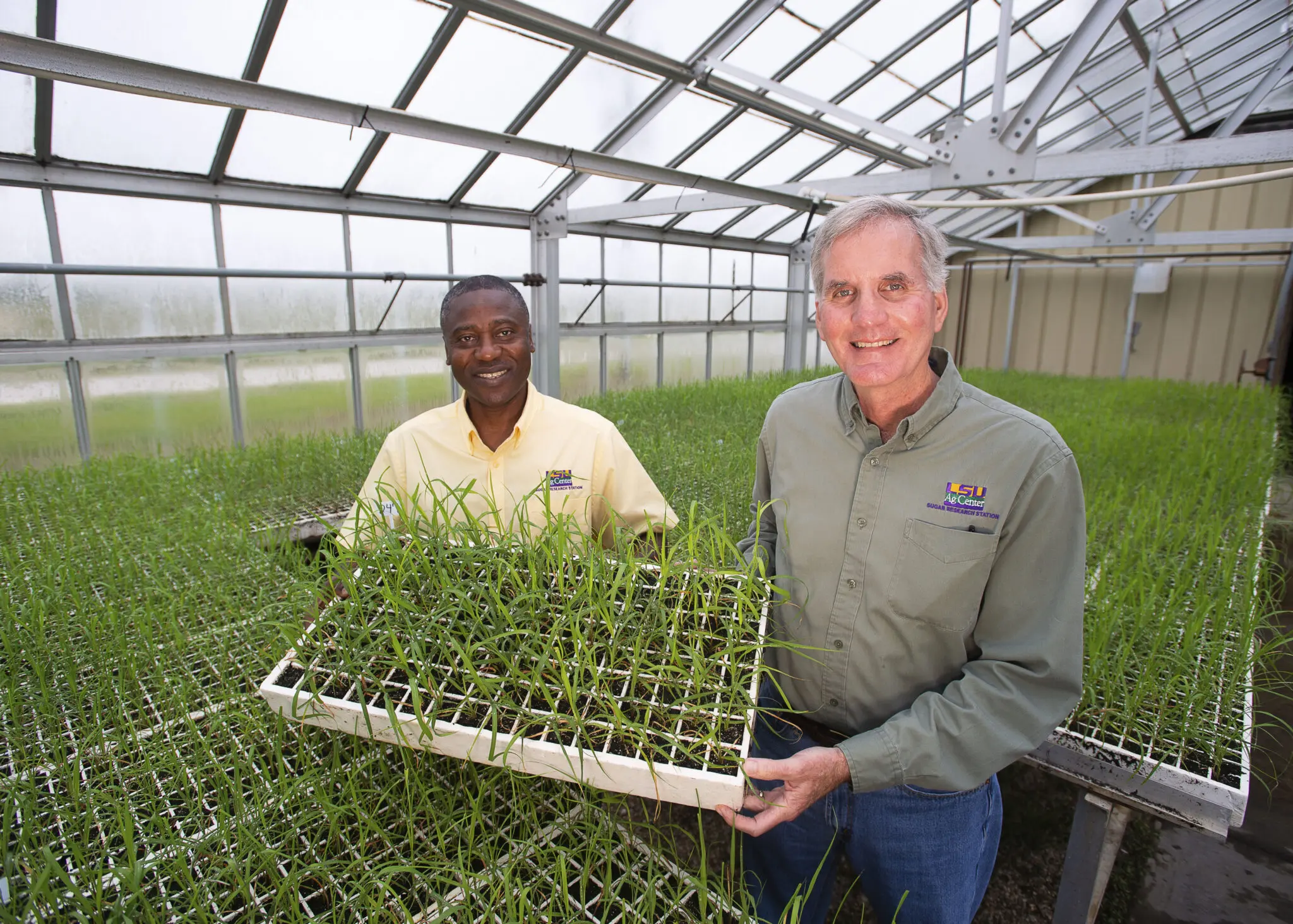 From Boats to Bytes: Sugarcane Varieties in Louisiana