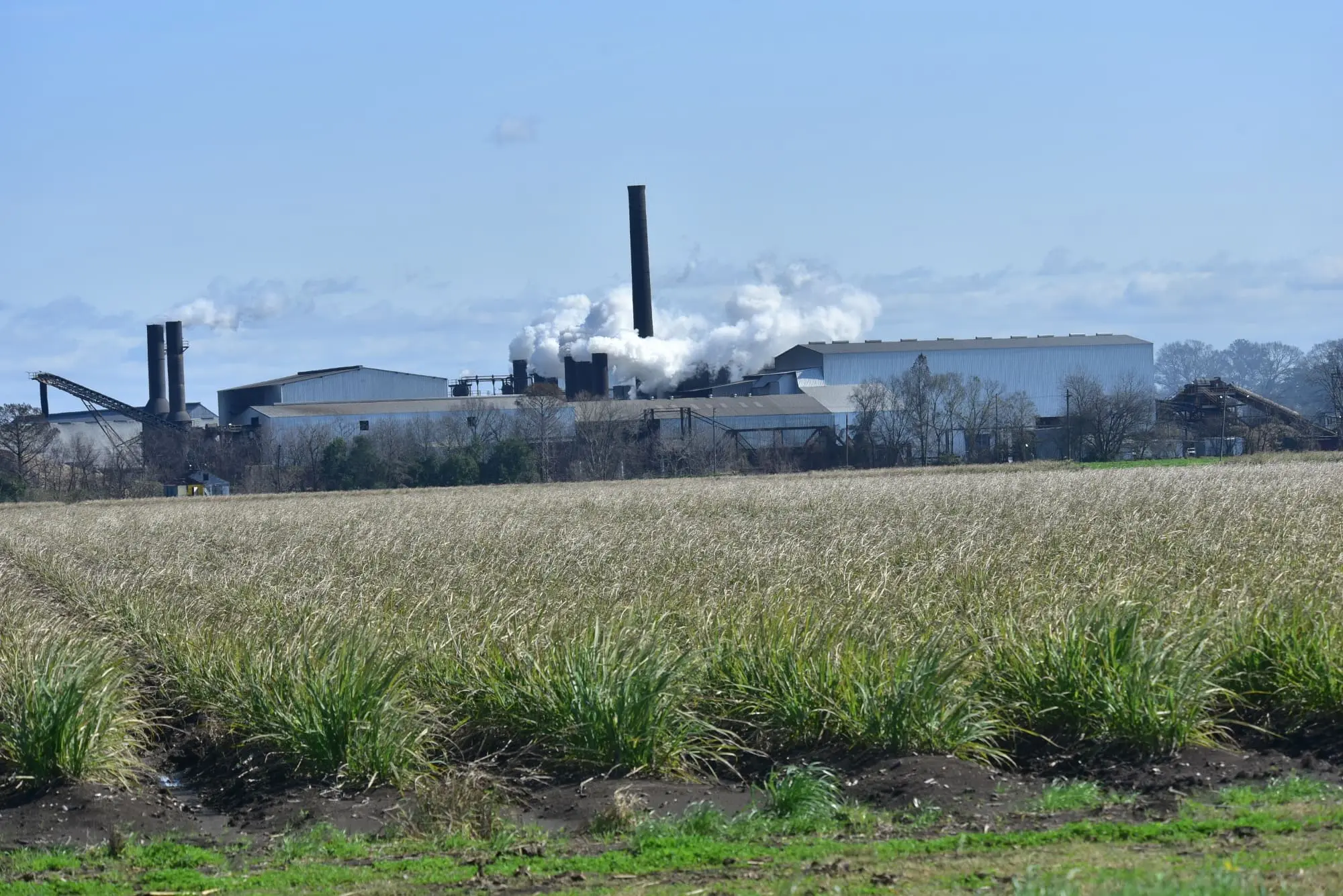Farmers wrap up record sugarcane season