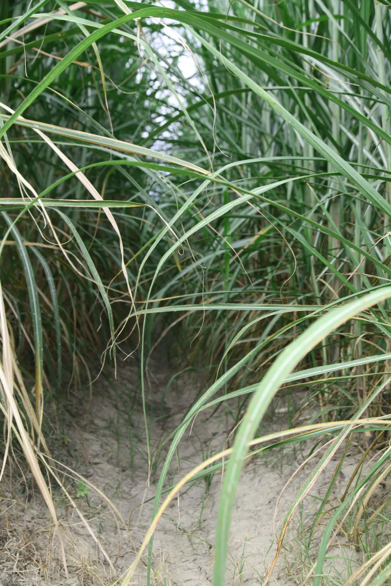 Sugarcane crop expected to rebound after Hurricane Francine