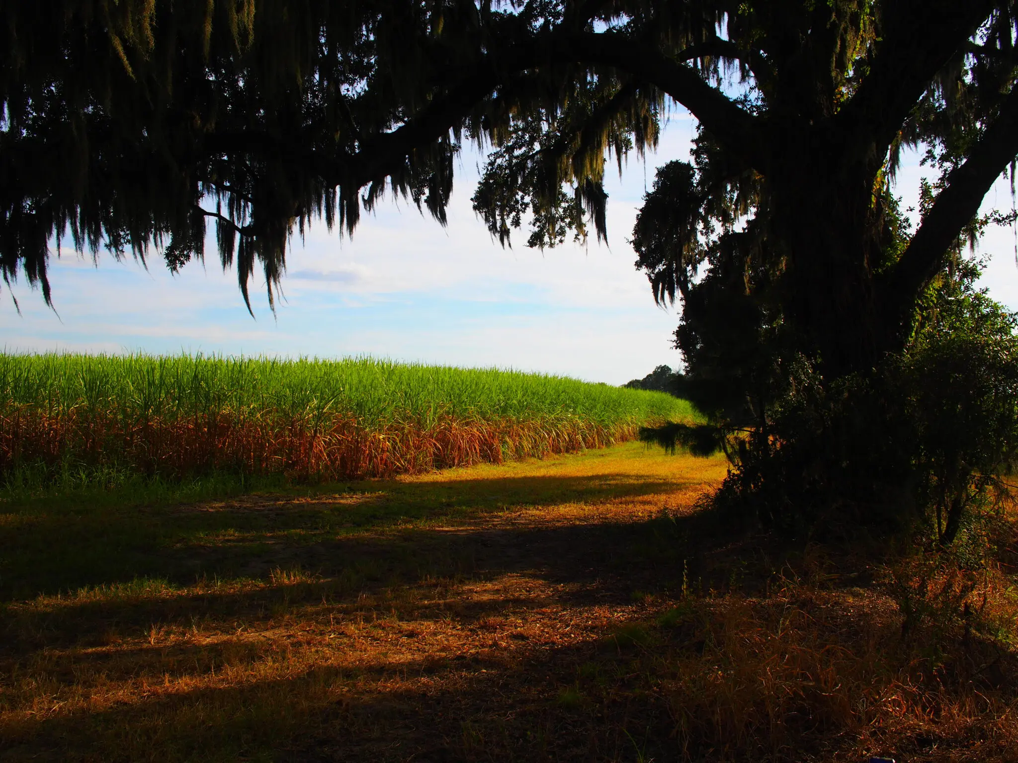 Sugarcane Outlook ‘Sweet’ for Louisiana Farmers