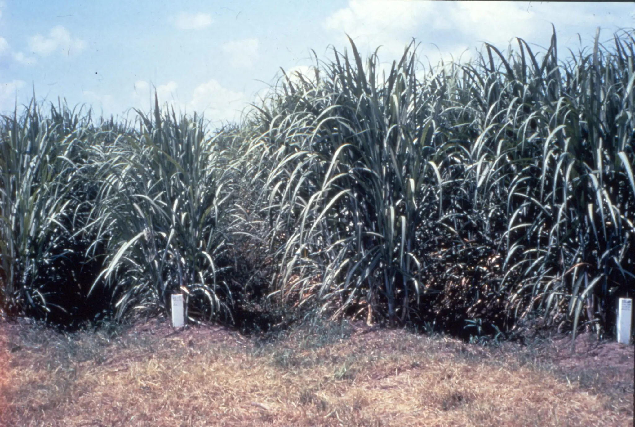 RSD Testing in Sugarcane