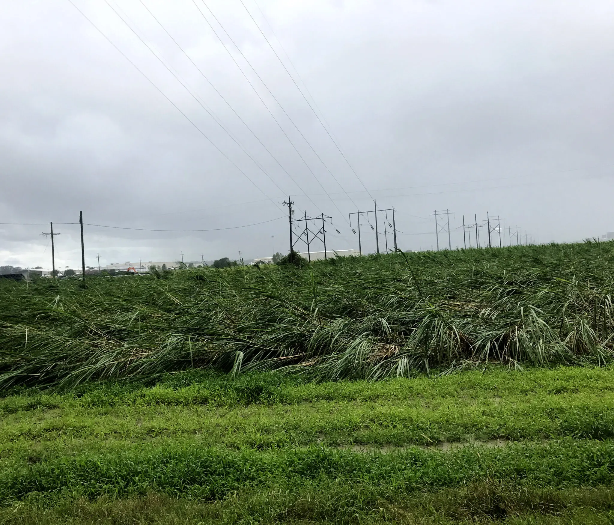 LSU AgCenter assessing damage from Hurricane Ida, injury to agriculture could be extensive