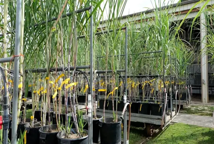 Sugarcane crop in better shape this year