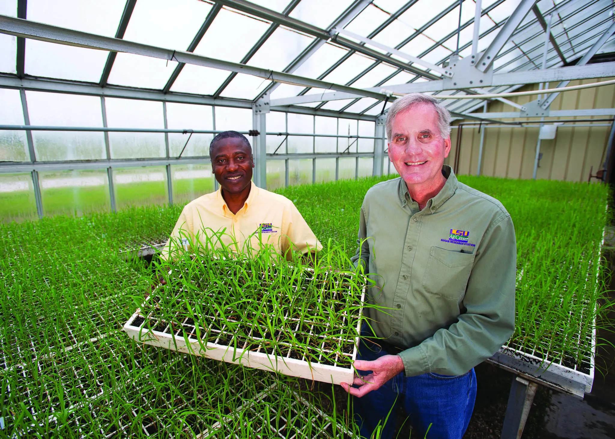 Success of La. sugarcane industry depends on cane varieties