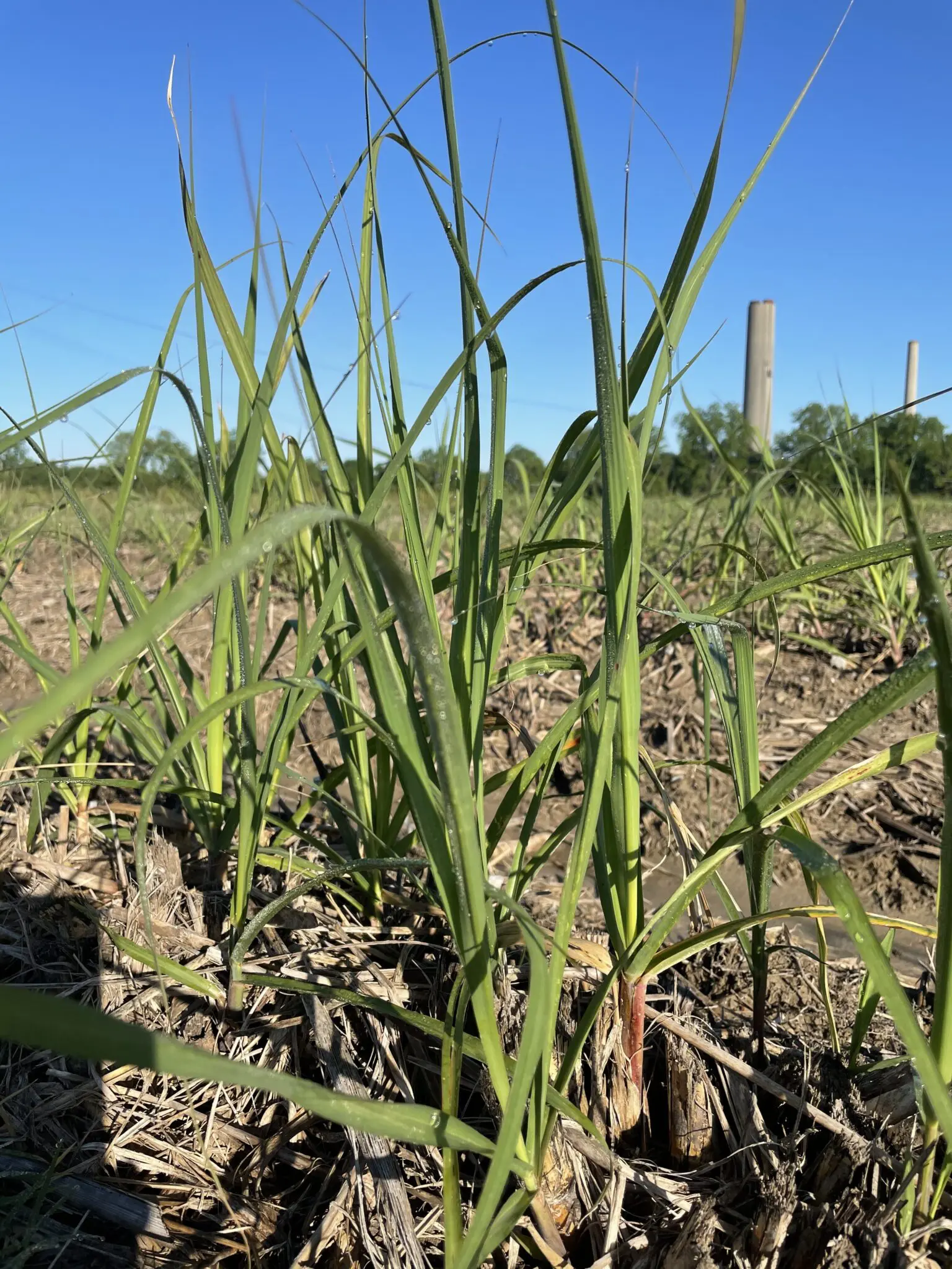 Sugarcane survived freeze; hampered by cool, wet weather