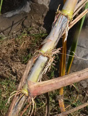 Adventitious sugarcane roots