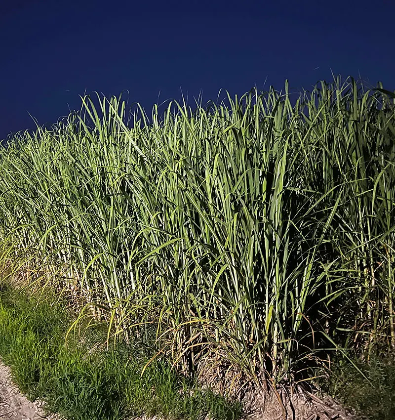 cane at night