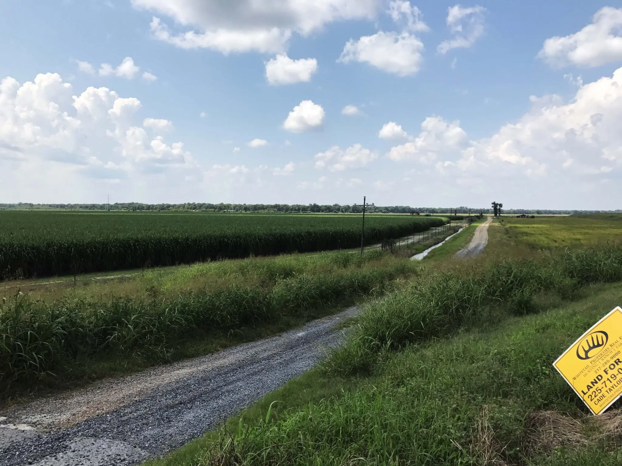 Concordia Parish sugarcane at Black Hawk