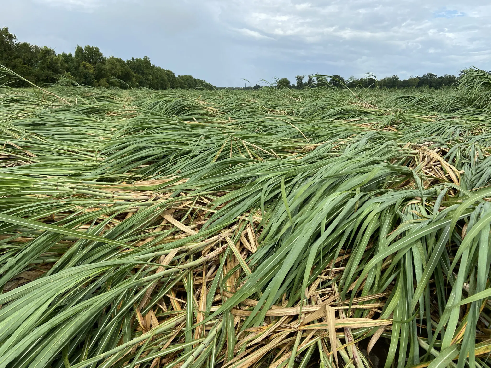 Damaged sugarcane.