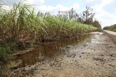 Hurricane Isaac inudated sugarcane fields and many acres were still soaked a month after the storm had blown through