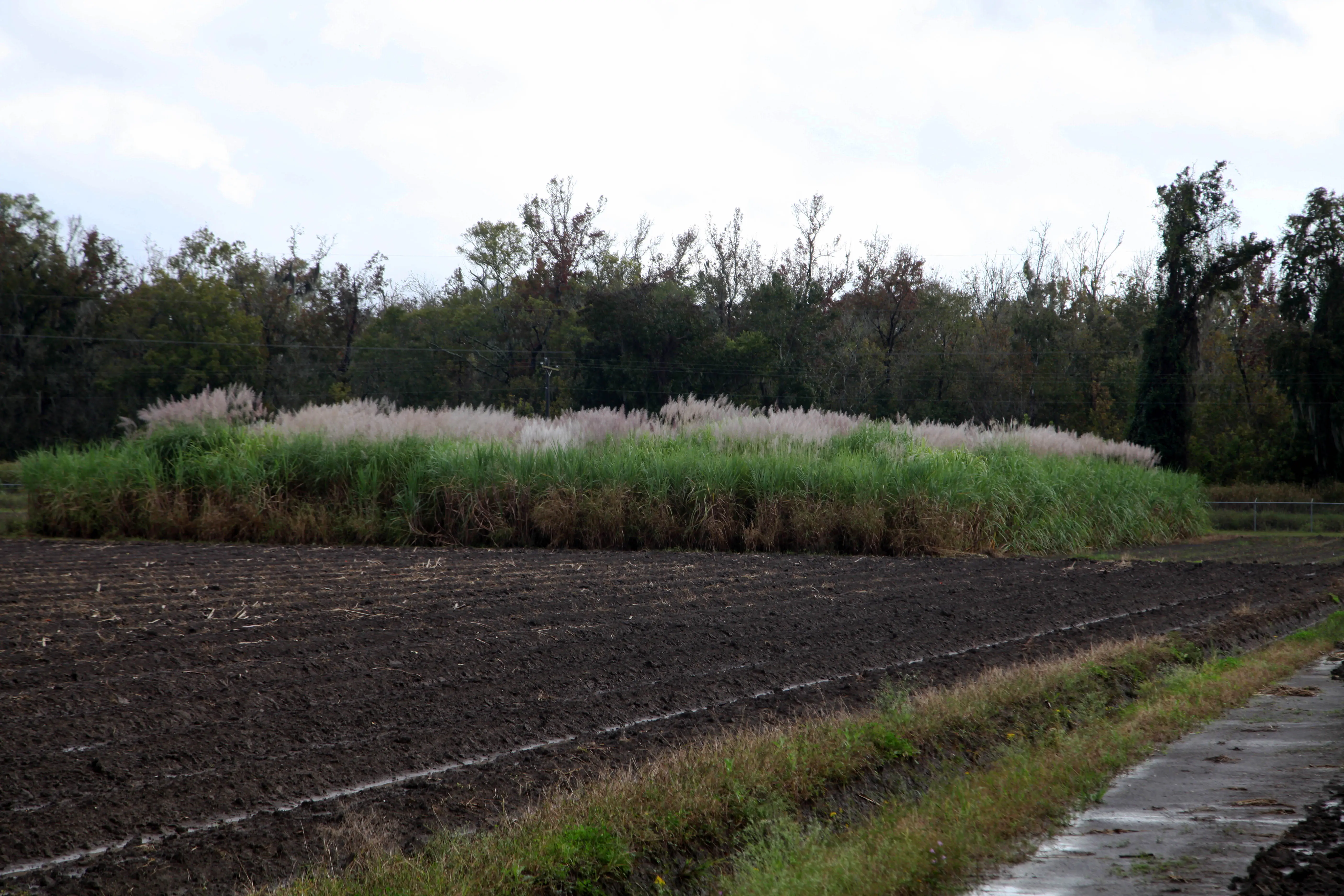 sugarcane flowering in Louisiana