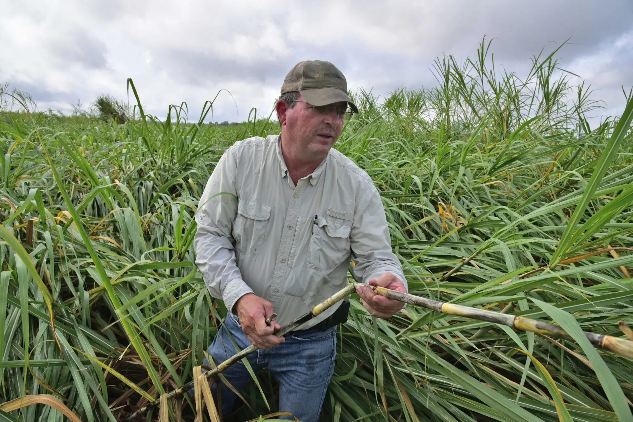 George Lacour downed cane