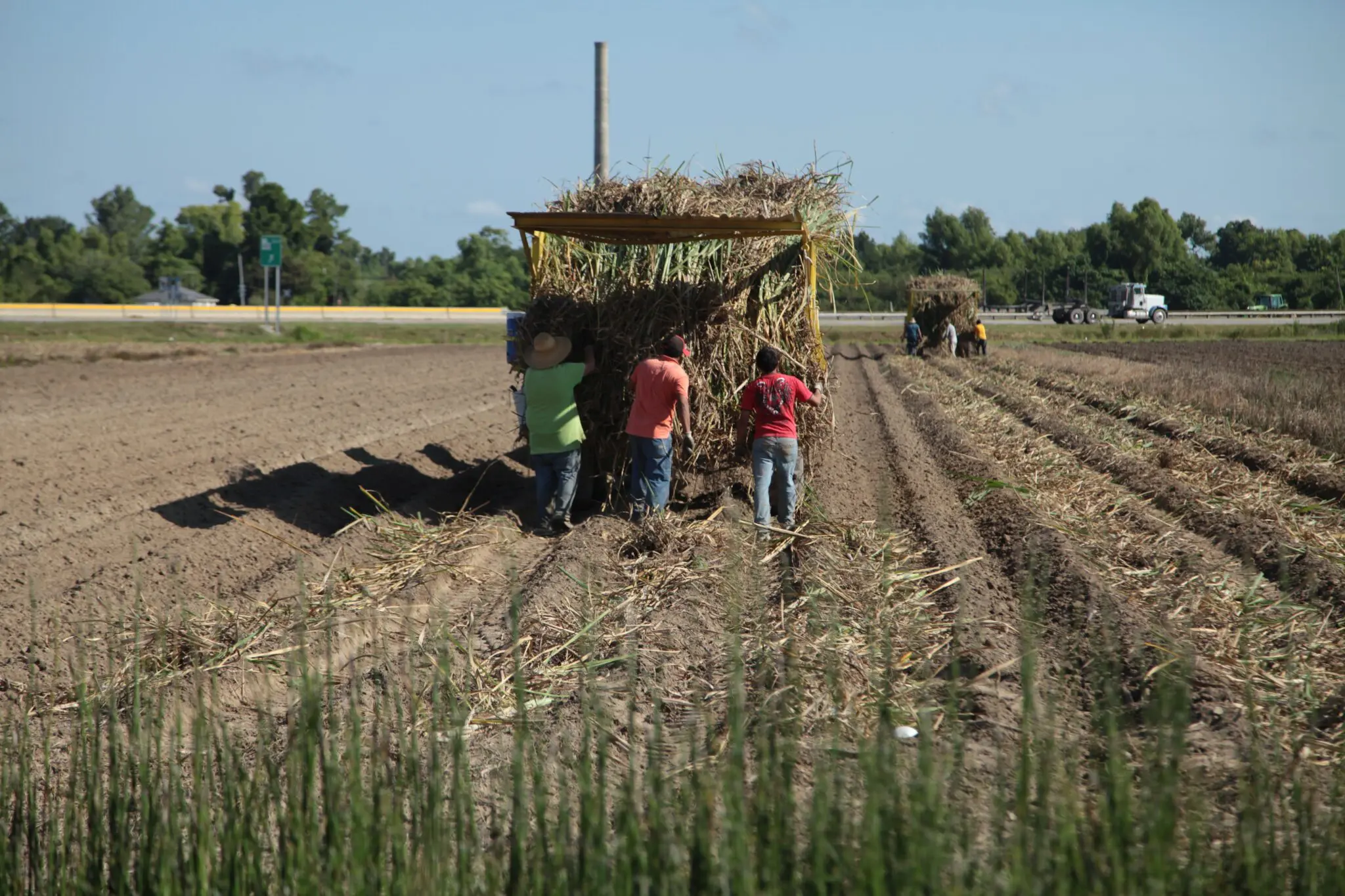 Planting sugarcane in Louisiana
