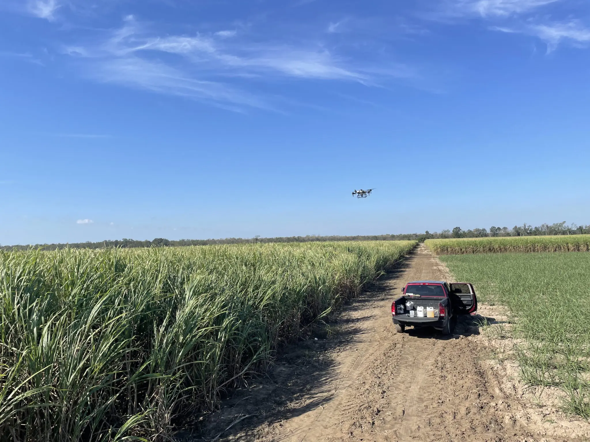 A drone flies over a sugarcane field.