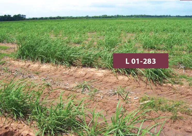 Sugarcane field with one sign.