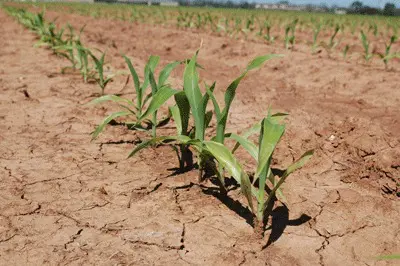 La corn planting 2016