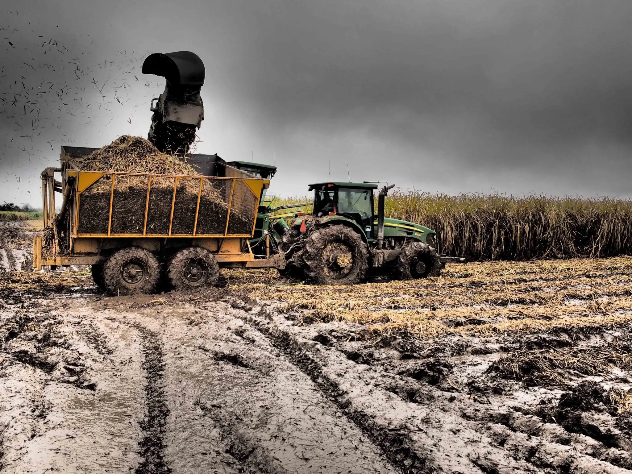 muddy sugarcane harvest muddy sugarcane harvest