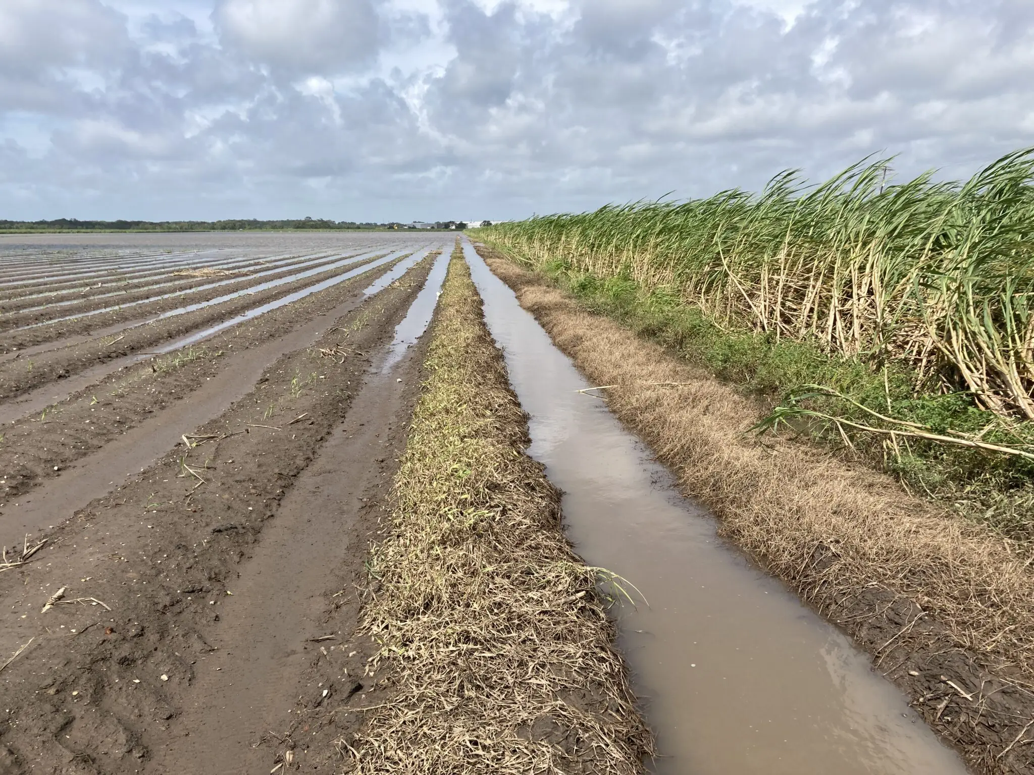 Sugarcane leans in a field after Hurricane Laura.