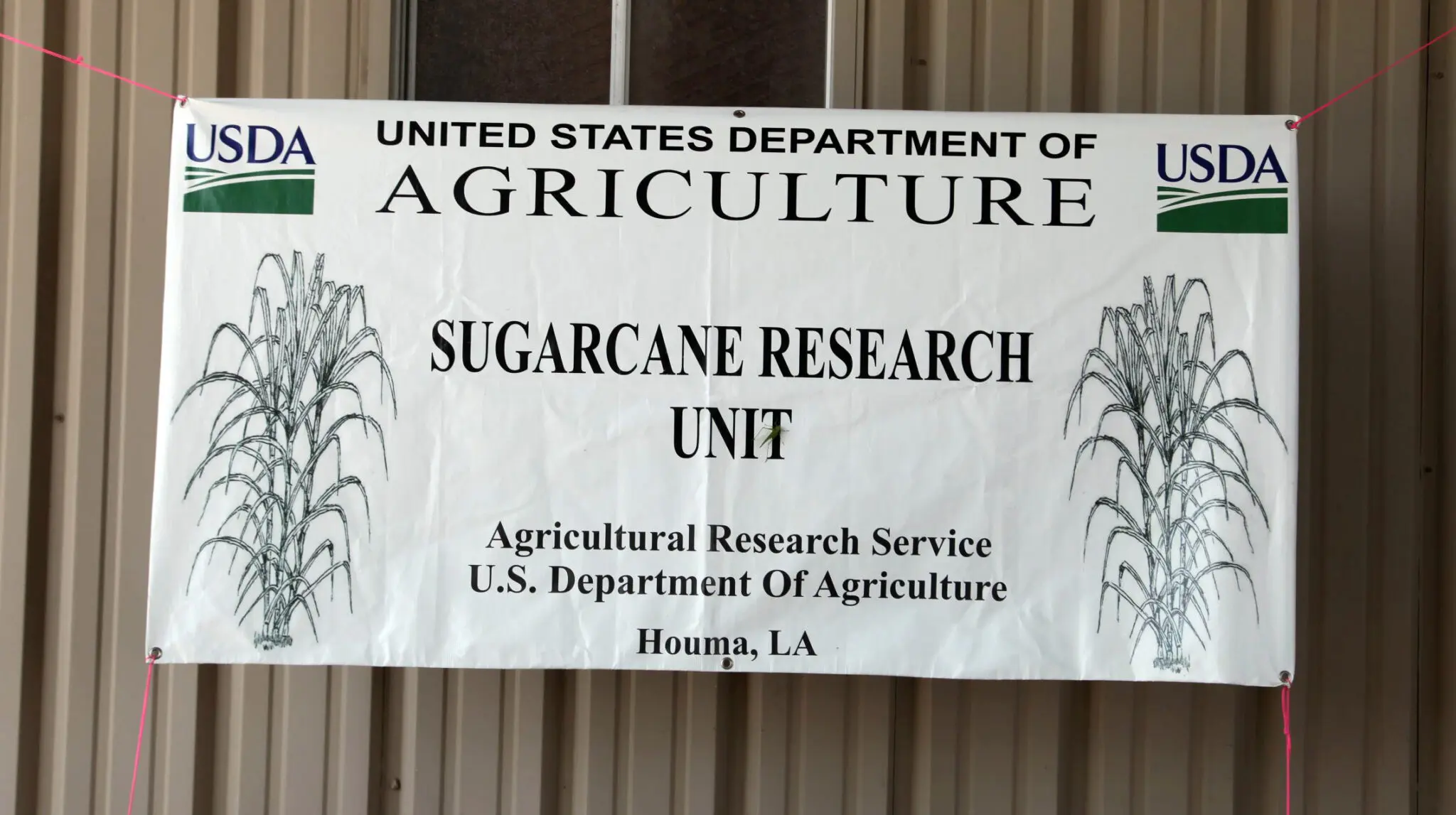 USDA Sugarcane Research Unit Hosted 100th Anniversary Cane Field Day