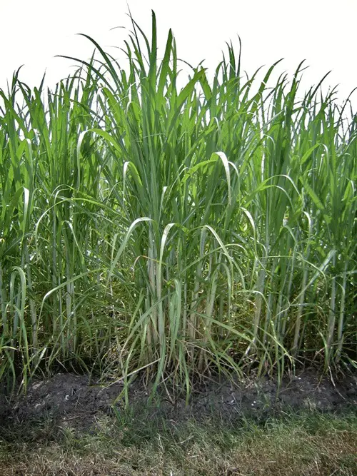 Louisiana Sugarcane