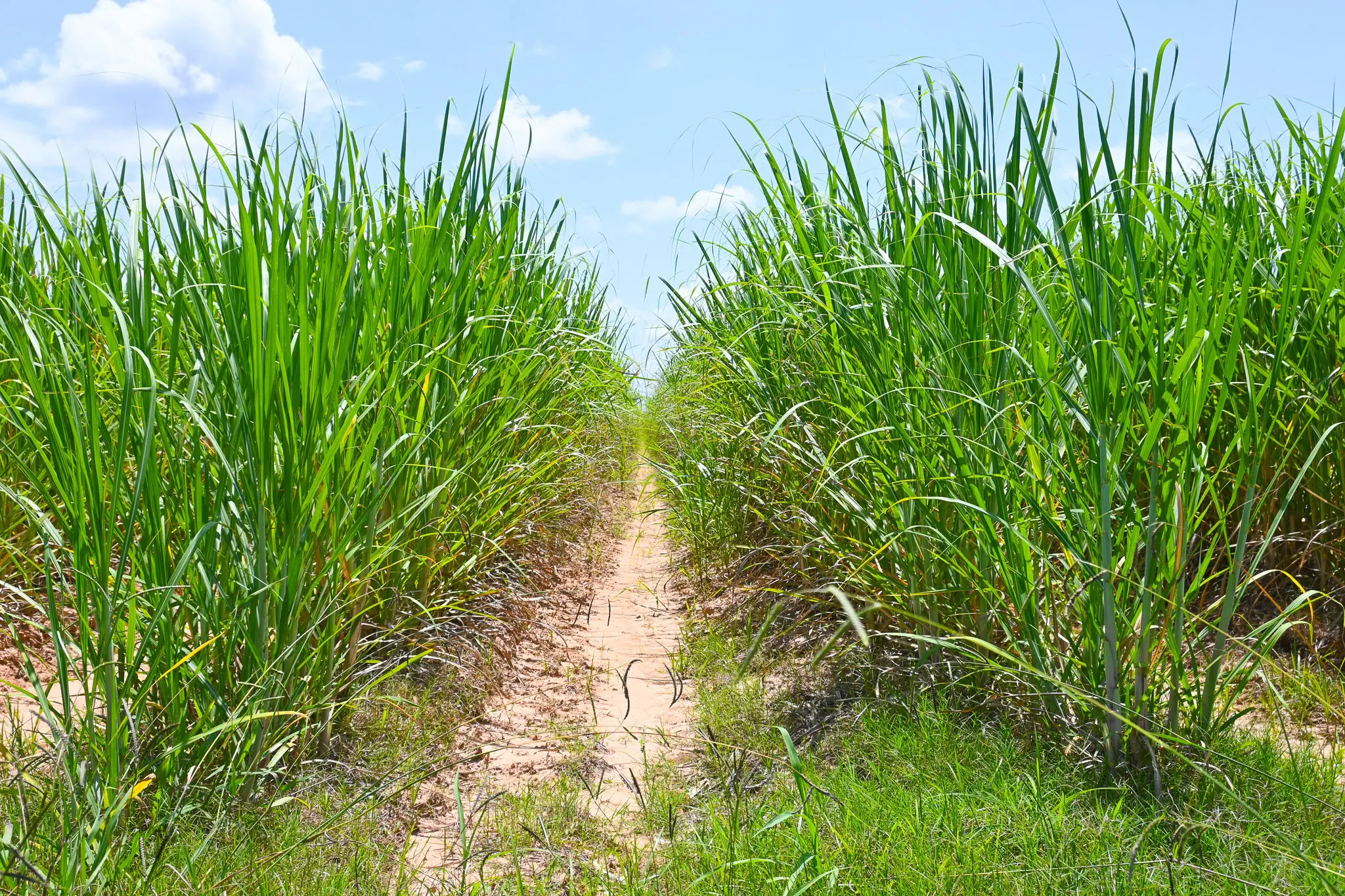 sugarcane