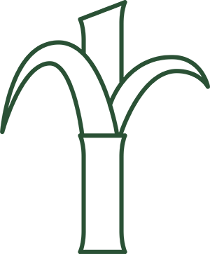 sugarcane