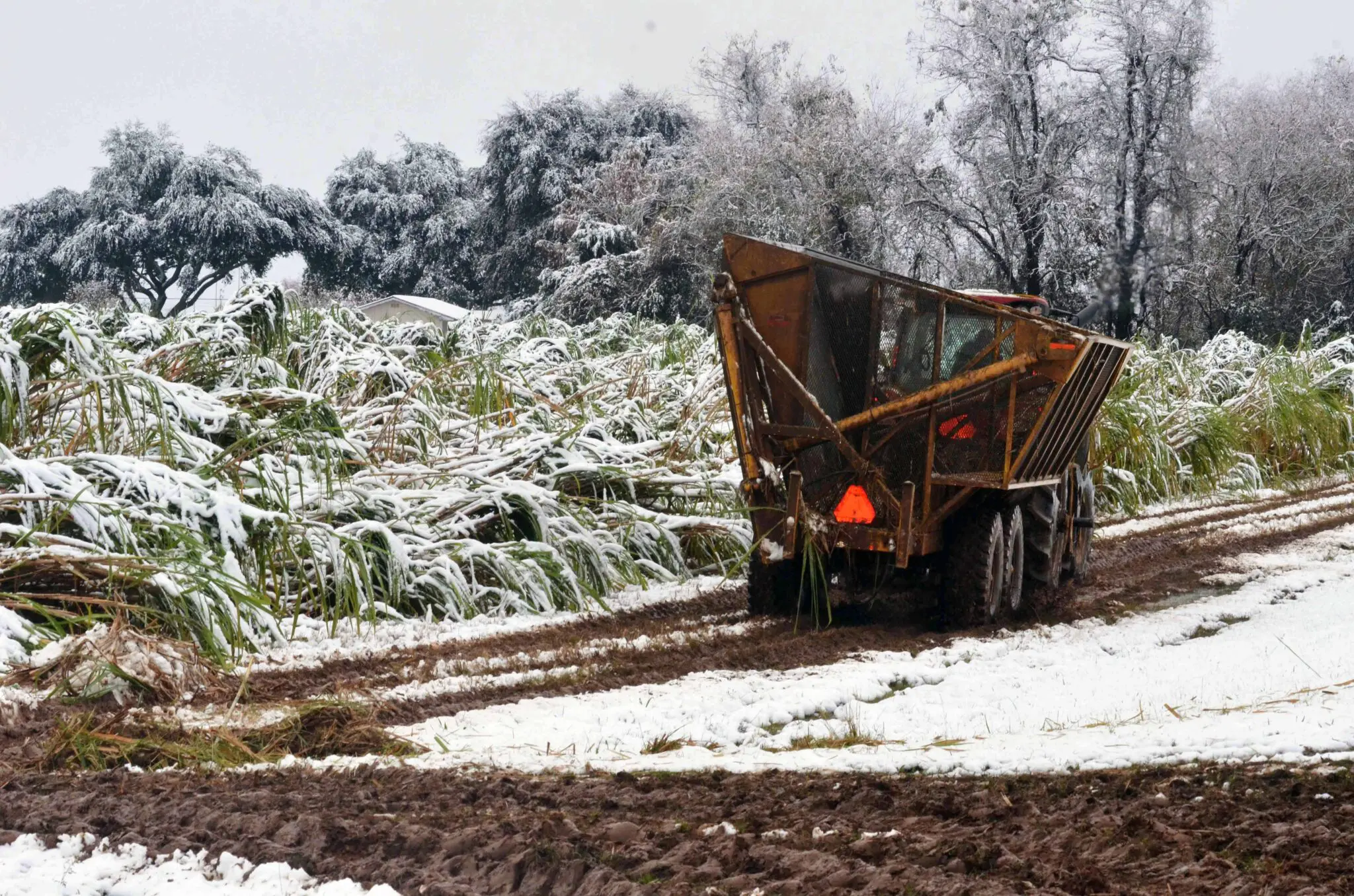 sugarcane cart in snow