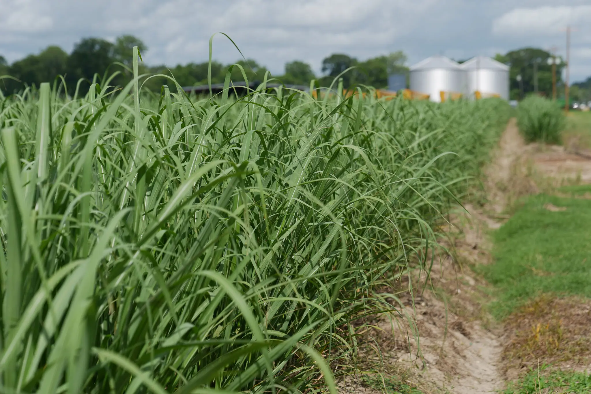 Sugarcane field.