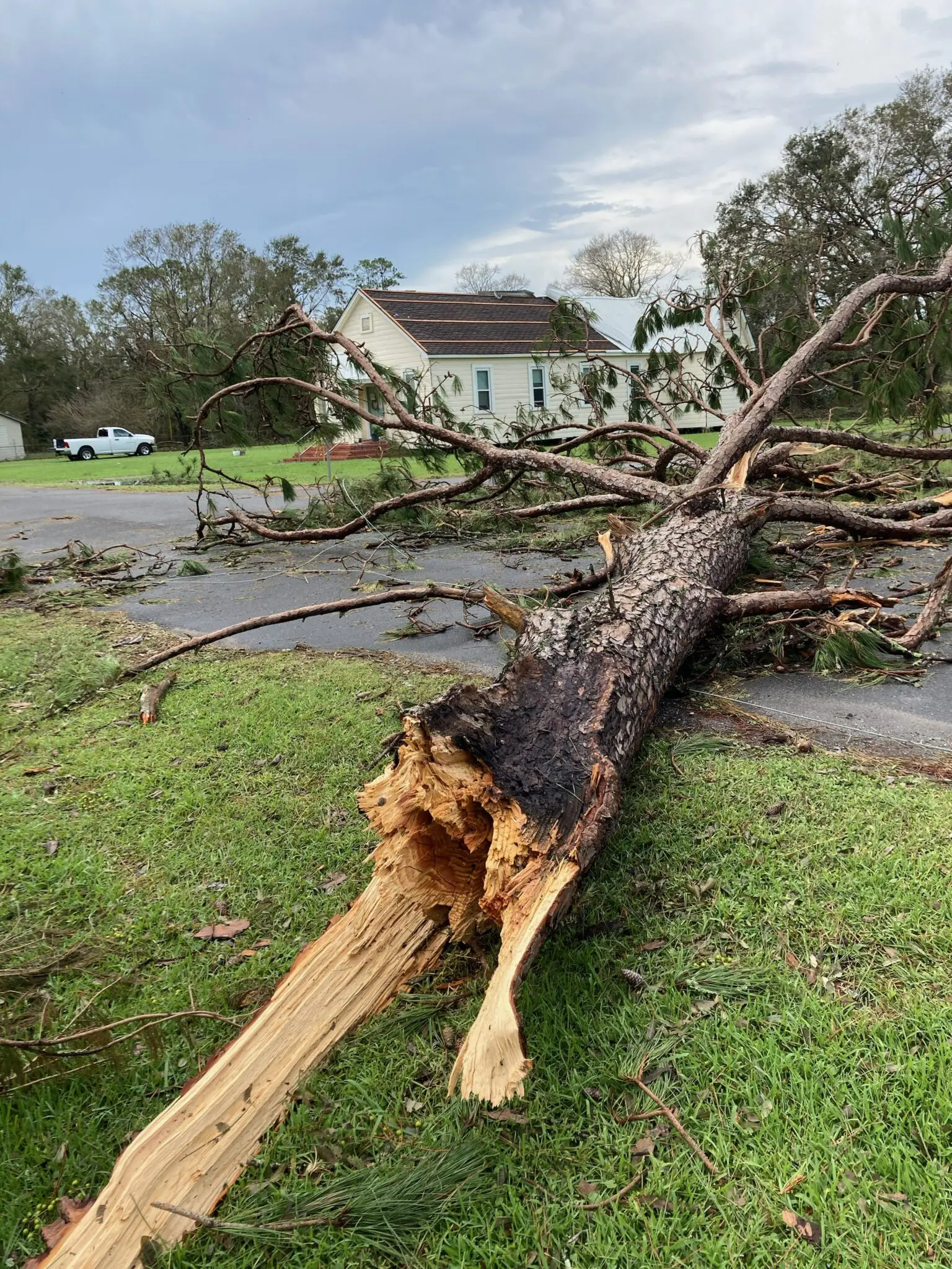 Tree laying in road.