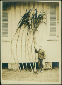 early Louisiana sugarcane breeding
